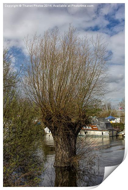 willow tree Print by Thanet Photos