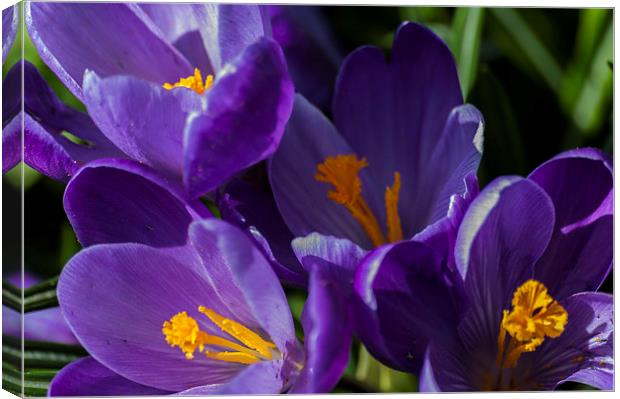 Purple Crocus Canvas Print by Steve Purnell