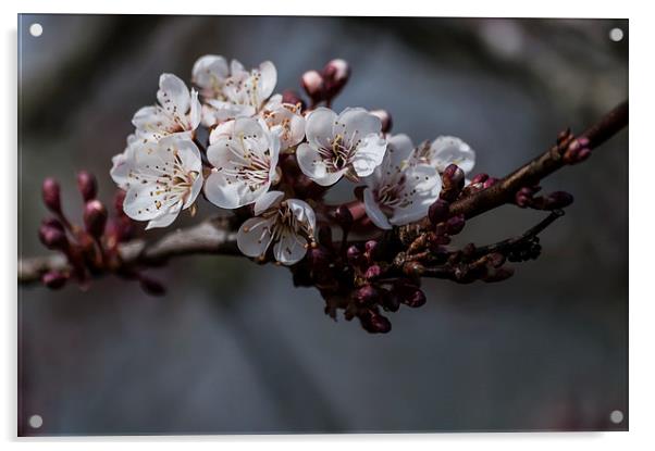 Hawthorn Blossom Acrylic by Steve Purnell