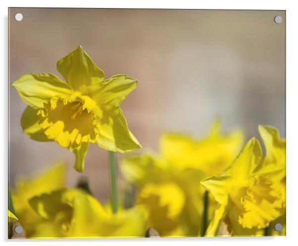 Daffodils Acrylic by Paul Brewer