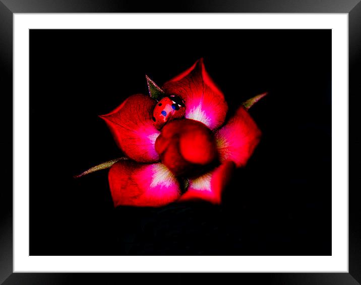 Ladybird Framed Mounted Print by Keith Campbell