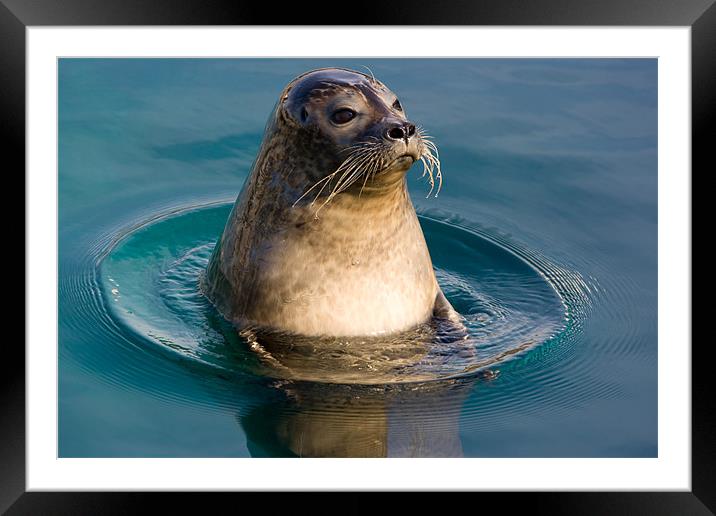 Hello! Framed Mounted Print by Peter West