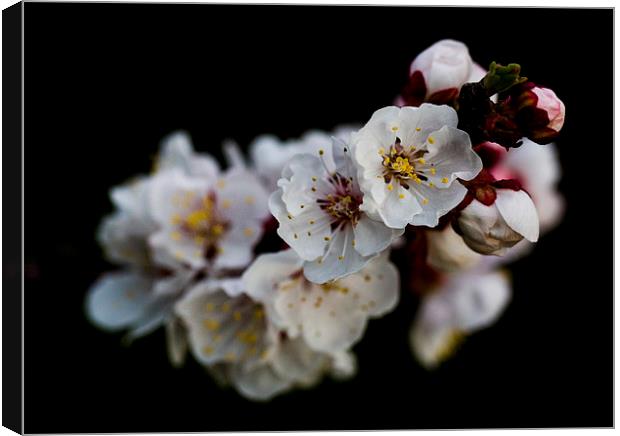Apricot Blossom Canvas Print by Keith Campbell