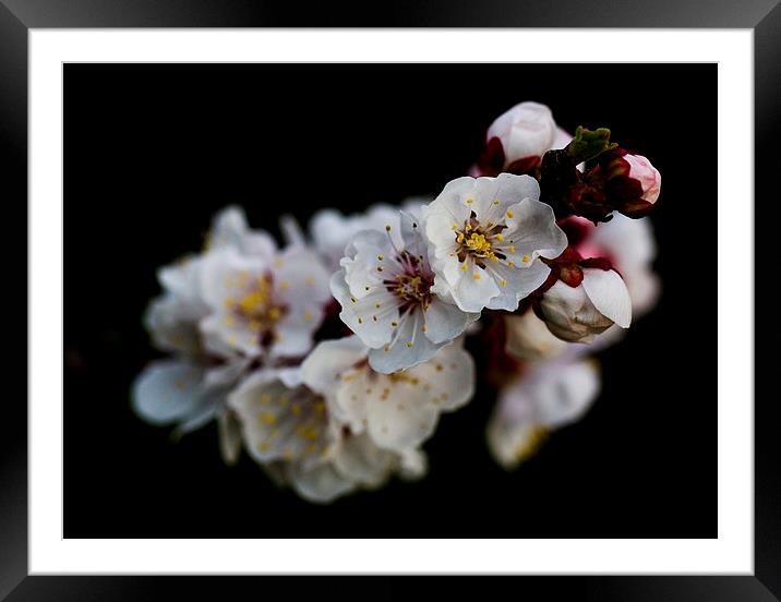 Apricot Blossom Framed Mounted Print by Keith Campbell