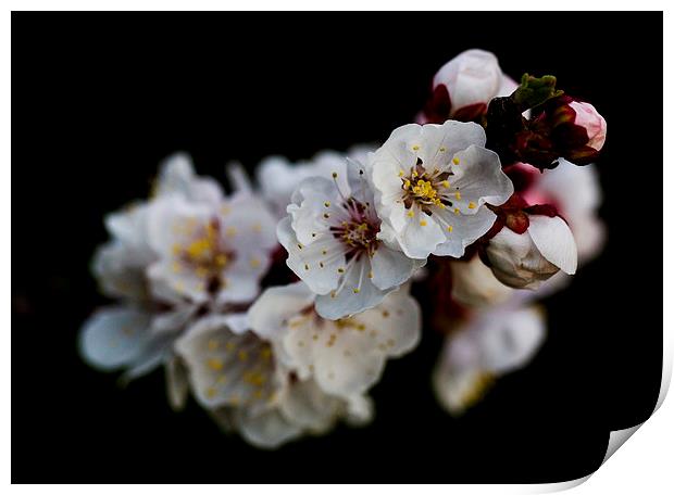Apricot Blossom Print by Keith Campbell