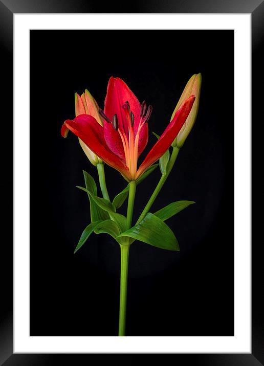 Orange Lily Flower on Black Framed Mounted Print by ann stevens