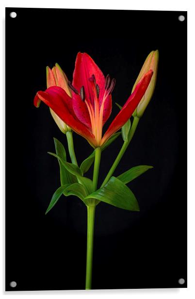 Orange Lily Flower on Black Acrylic by ann stevens
