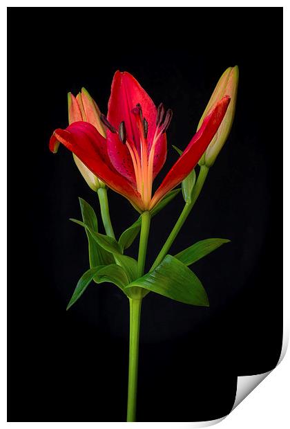 Orange Lily Flower on Black Print by ann stevens