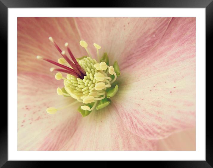hellebore in pink Framed Mounted Print by Heather Newton