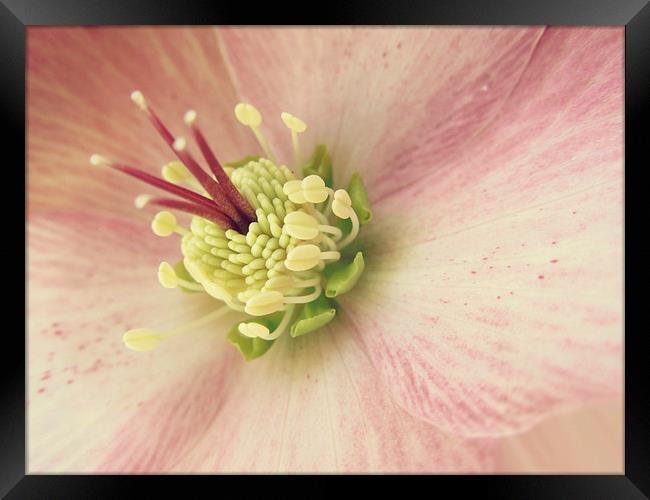 hellebore in pink Framed Print by Heather Newton
