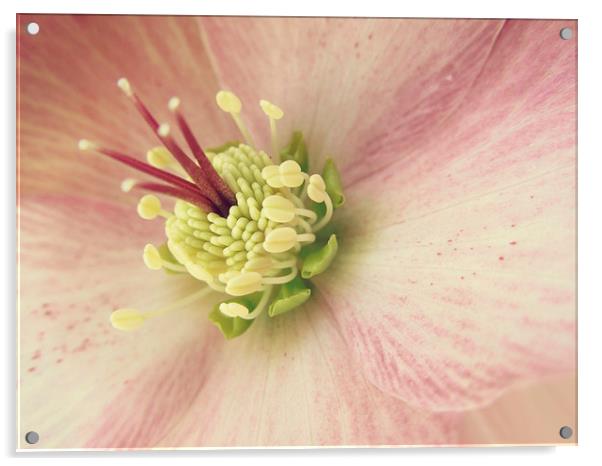 hellebore in pink Acrylic by Heather Newton
