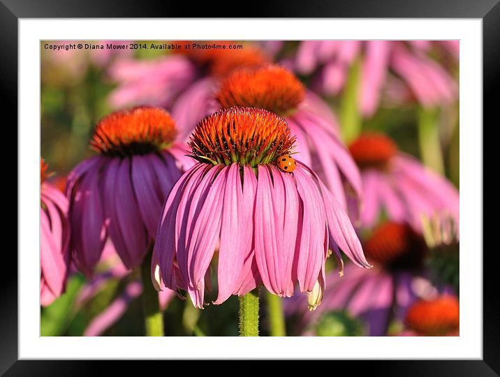 Echinacea Framed Mounted Print by Diana Mower