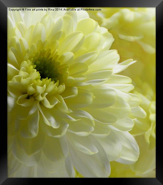 Chrysanthemum Framed Print by Fine art by Rina