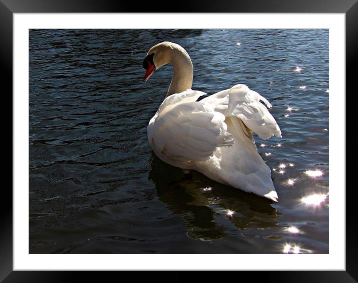 Swan Framed Mounted Print by Pics by Jody Adams