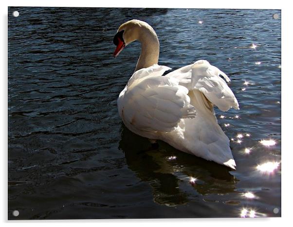 Swan Acrylic by Pics by Jody Adams