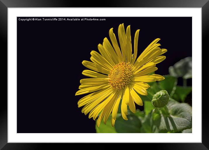 common yellow fleabane Framed Mounted Print by Alan Tunnicliffe