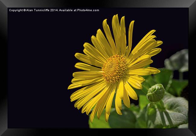 common yellow fleabane Framed Print by Alan Tunnicliffe