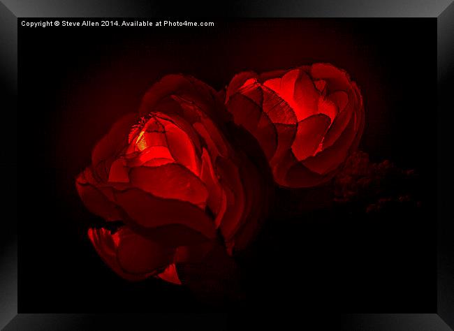 Valentine Roses Framed Print by Steve Allen