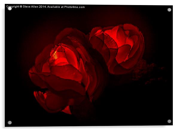 Valentine Roses Acrylic by Steve Allen