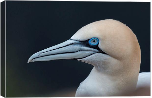 Gannet Profile Canvas Print by Mike Stephen