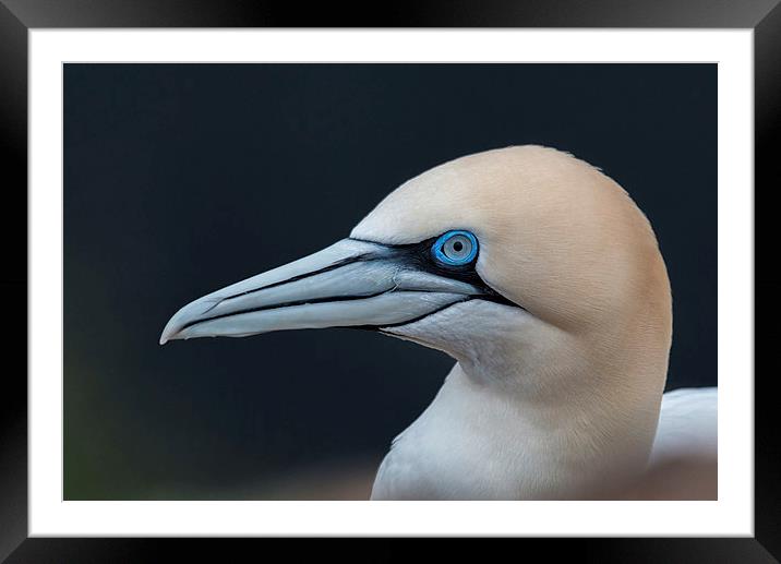 Gannet Profile Framed Mounted Print by Mike Stephen