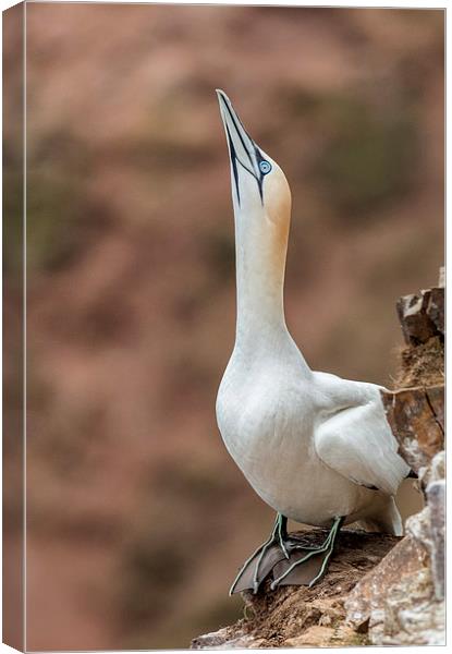 Displaying Gannet Canvas Print by Mike Stephen