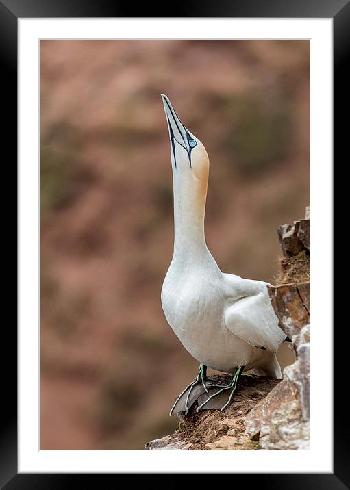 Displaying Gannet Framed Mounted Print by Mike Stephen