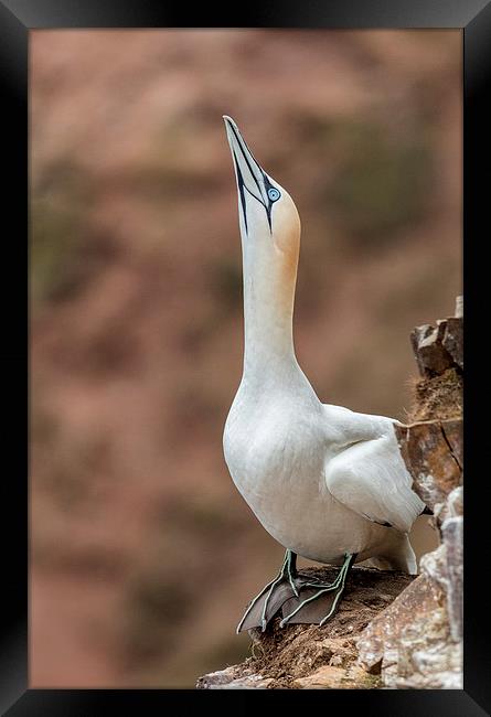 Displaying Gannet Framed Print by Mike Stephen