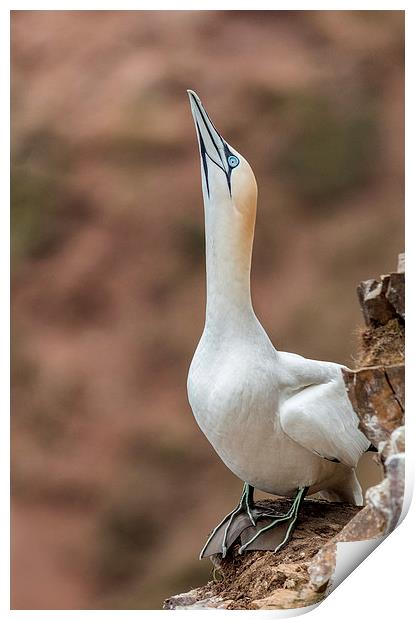 Displaying Gannet Print by Mike Stephen