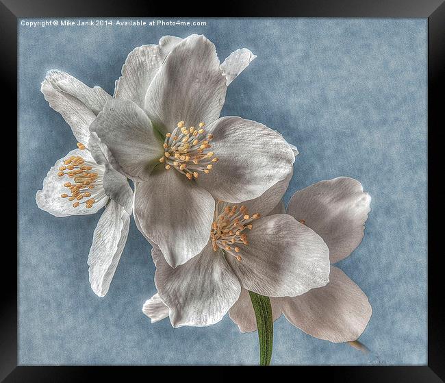 Blossom Framed Print by Mike Janik