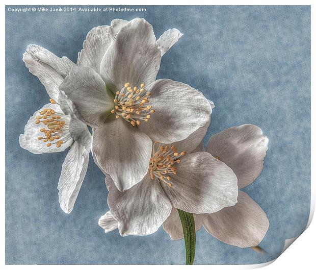 Blossom Print by Mike Janik