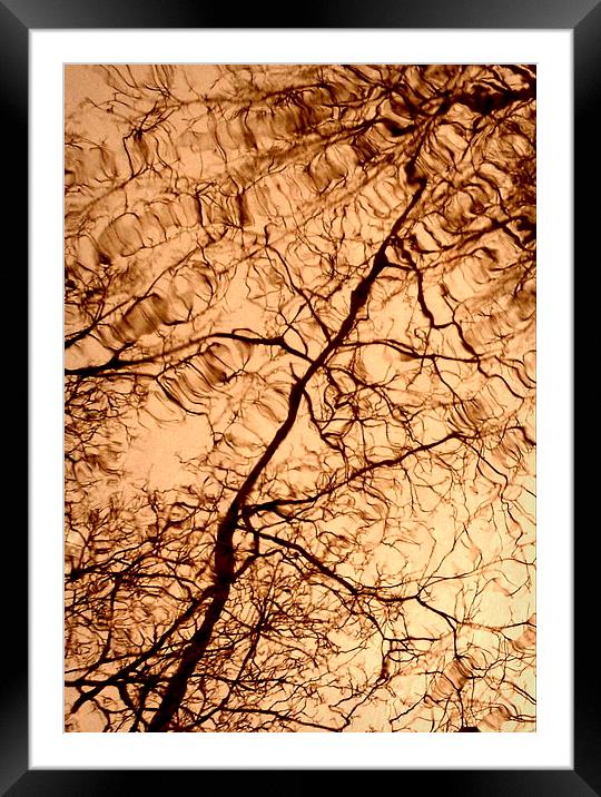 Tree Reflextions Framed Mounted Print by Jon Fixter
