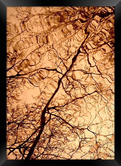 Tree Reflextions Framed Print by Jon Fixter