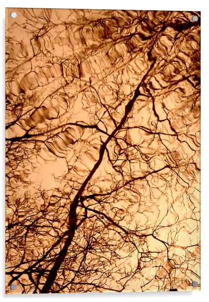 Tree Reflextions Acrylic by Jon Fixter