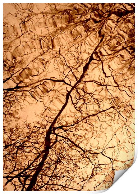 Tree Reflextions Print by Jon Fixter
