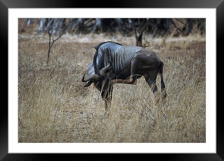 JST2990 Wildebeest Framed Mounted Print by Jim Tampin