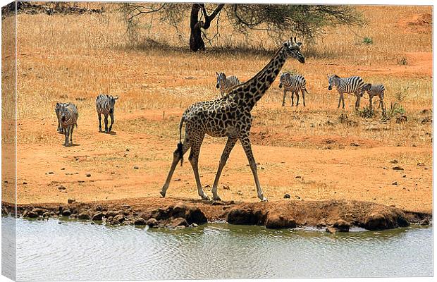 JST2991 Giraffe and Co Canvas Print by Jim Tampin