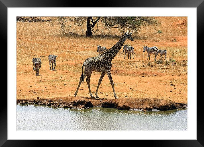 JST2991 Giraffe and Co Framed Mounted Print by Jim Tampin