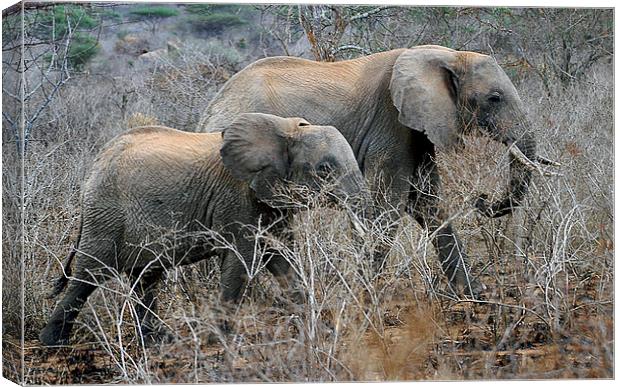 JST2992 African Elephants Canvas Print by Jim Tampin
