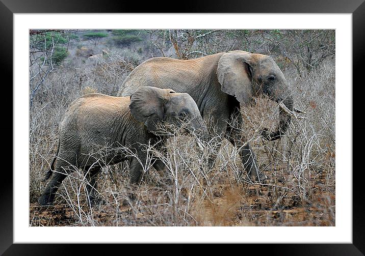 JST2992 African Elephants Framed Mounted Print by Jim Tampin