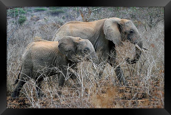 JST2992 African Elephants Framed Print by Jim Tampin