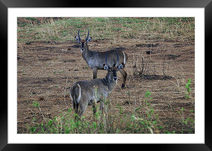 JST2993 Waterbuck Framed Mounted Print by Jim Tampin