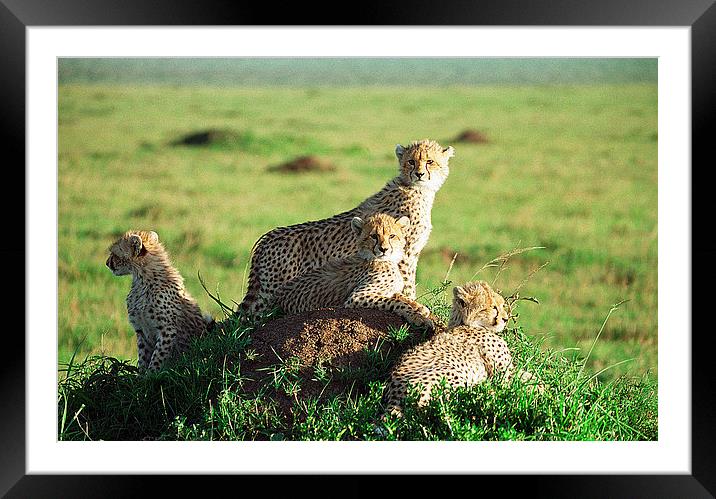 JST3006 Cheetah Cubs Framed Mounted Print by Jim Tampin
