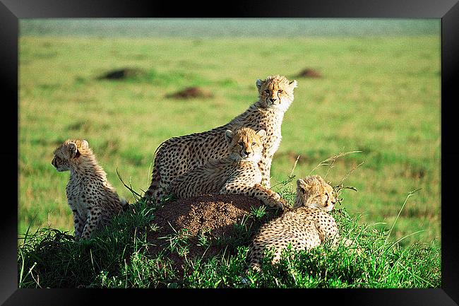 JST3006 Cheetah Cubs Framed Print by Jim Tampin