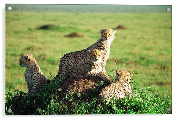 JST3006 Cheetah Cubs Acrylic by Jim Tampin