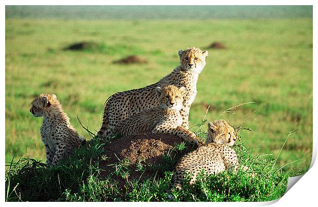 JST3006 Cheetah Cubs Print by Jim Tampin