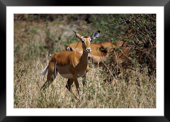 JST3017 Female Impala Framed Mounted Print by Jim Tampin