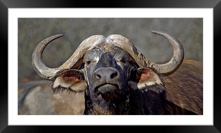 JST3022 Buffalo Framed Mounted Print by Jim Tampin