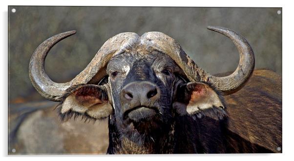 JST3022 Buffalo Acrylic by Jim Tampin