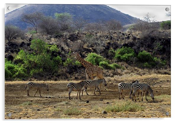 JST3023 Zebra Acrylic by Jim Tampin